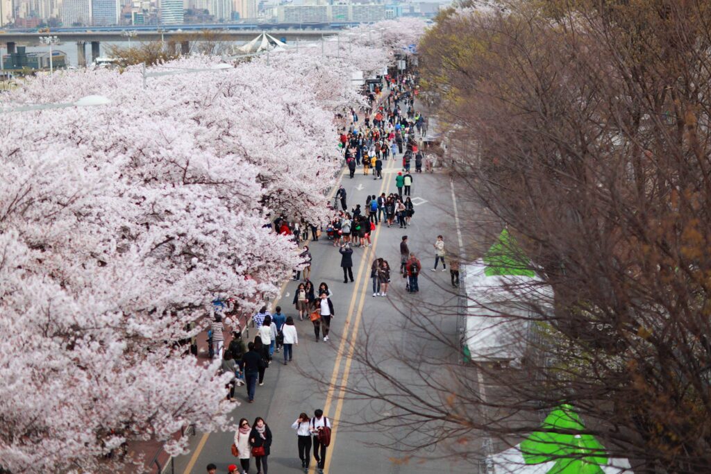 ▲기상청, 29일 서울 벚꽃 개화 공식 발표 ⓒ영등포구청