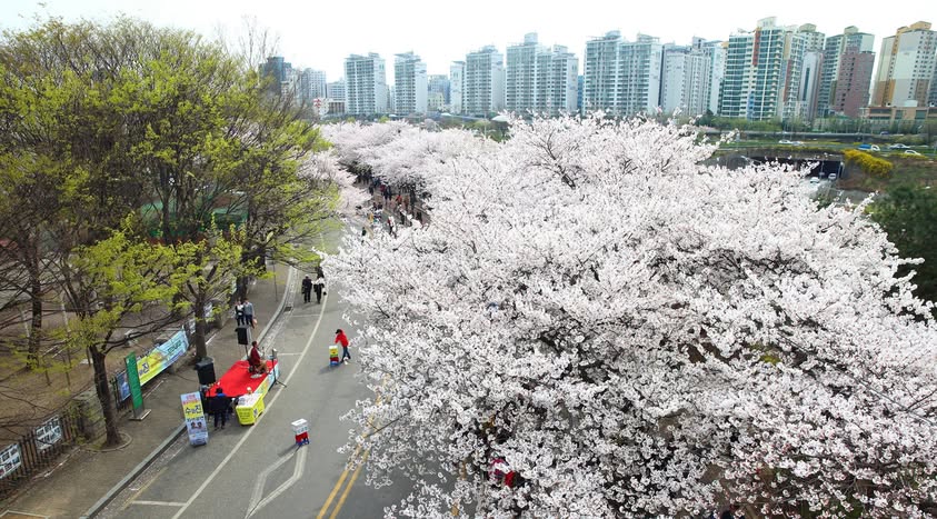 ▲기상청, 29일 서울 벚꽃 개화 공식 발표 ⓒ영등포구청