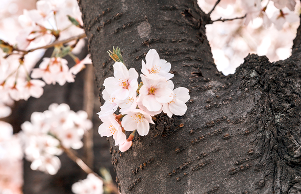 ▲기상청, 29일 서울 벚꽃 개화 공식 발표 ⓒ영등포구청