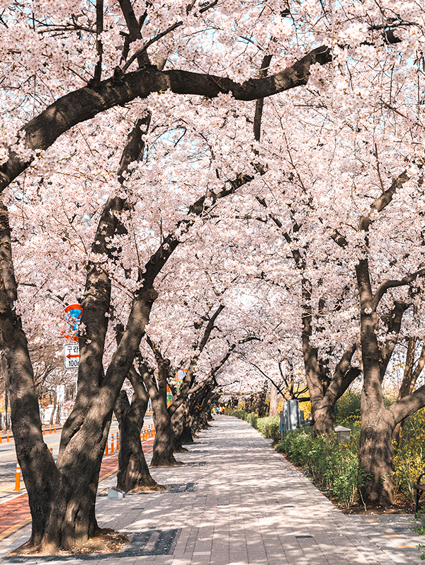 ▲기상청, 29일 서울 벚꽃 개화 공식 발표 ⓒ영등포구청