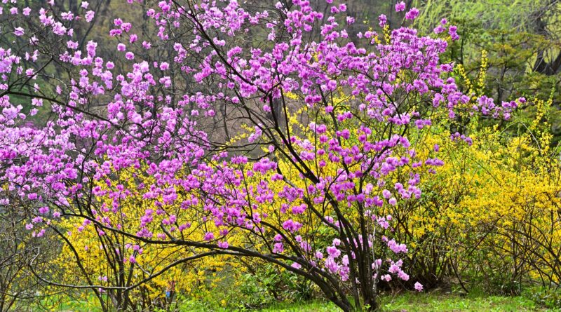 “노란빛과 연보라빛 파도”… 봄 도래 알려주는 개나리와 진달래 [봄꽃 시리즈③]