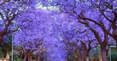 “봄 물들이는 보랏빛 꽃잎”… 남반구의 벚꽃, 자카란다 [봄꽃 시리즈 특별편]